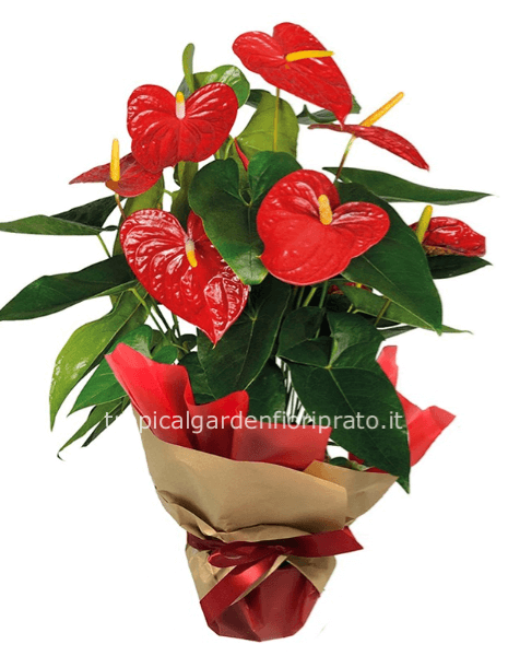 Pianta anthurium