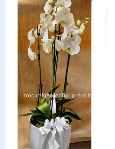 Pianta orchidea phalenopsis bianca o rosa a 4 steli