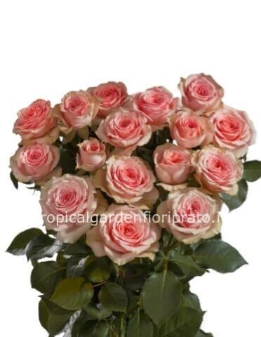 Rose rosa a gambo lungo da comporre in mazzo per numero di steli.