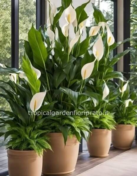 Pianta Spatiphilium  fiorita