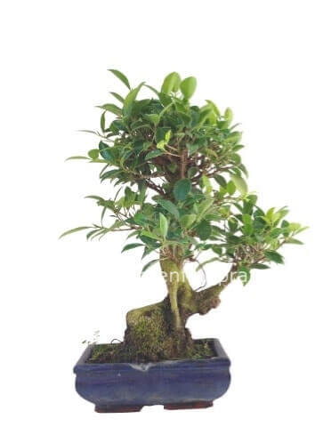 Pianta bonsai