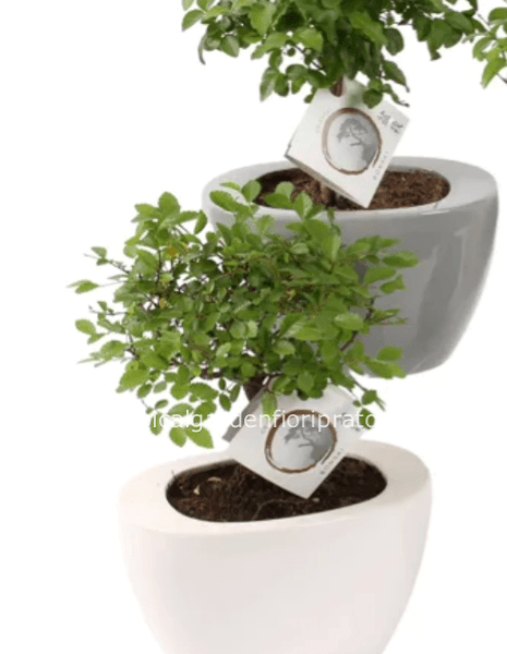 Pianta bonsai con vaso in ceramica