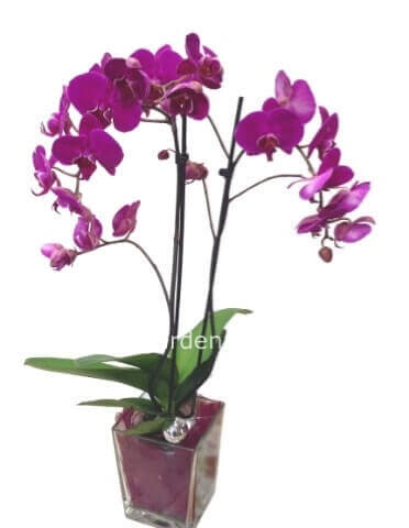 Pianta orchidea Phalenopsis rosa 3 rami