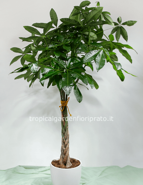 Pianta Pachira