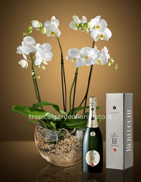 Composizione orchidea con vaso e bottiglia Berlucchi Deluxe