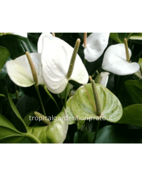 Pianta Anthurium  bianco