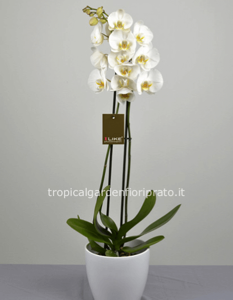 Pianta orchidea Phalaenopsis bianca 2/3 rami