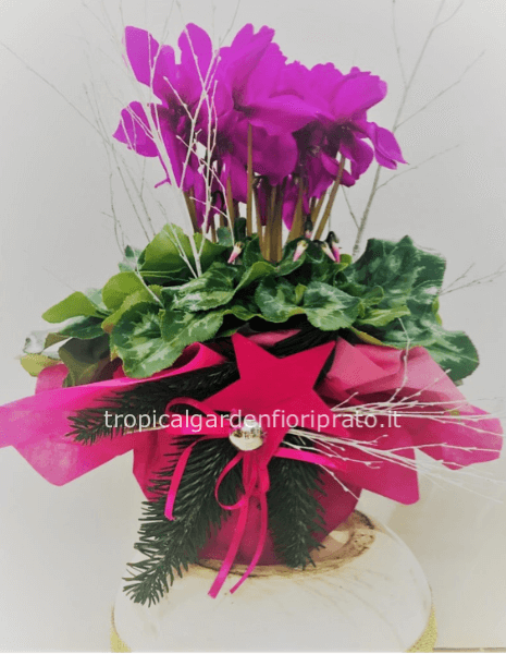 Ciclamino con confezione di buone feste