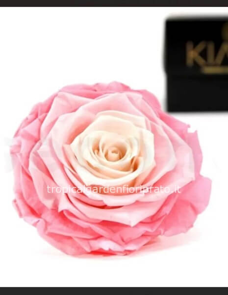 Rosa rosa sfumata XXL stabilizzata  profumata con scatola