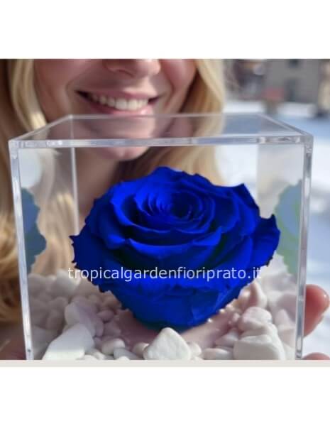 Rosa blu XL  stabilizzata nel cubo