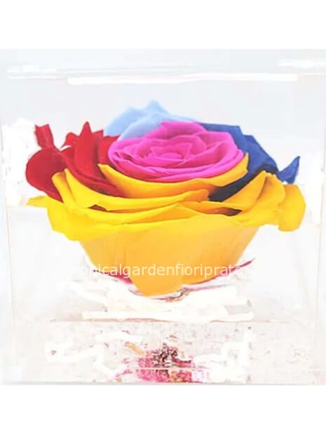 Rosa arcobaleno XL stabilizzata nel cubo