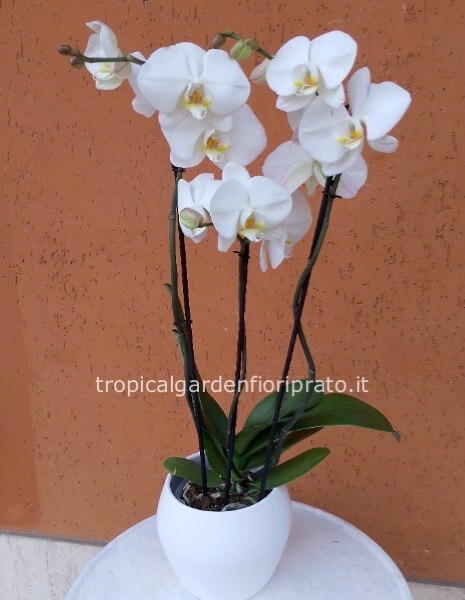 Pianta orchidea phalenopsis grande a tre steli