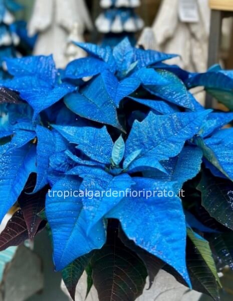 Stella di Natale blu con brillantini