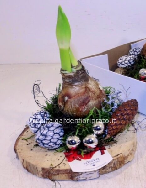 Composizione di buone feste con bulbo di amarillo