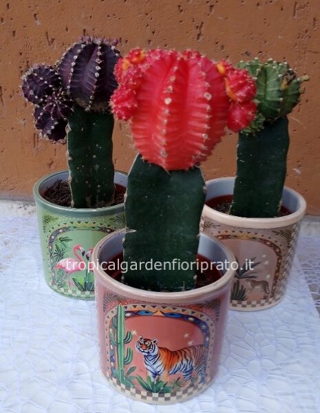 Cactus innestati colorati con portavaso in ceramica