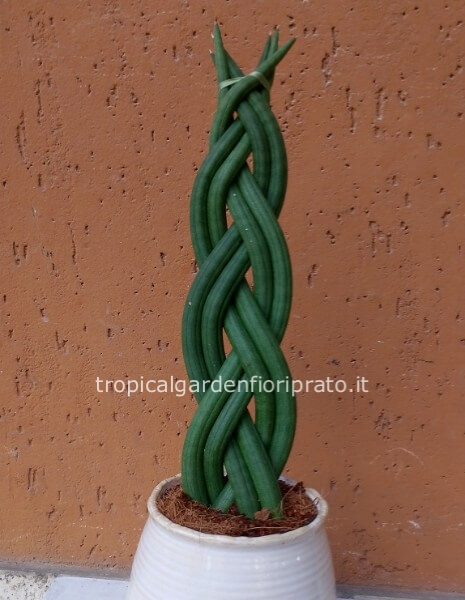 Pianta Sanseveria Cylindrica Intrecciata