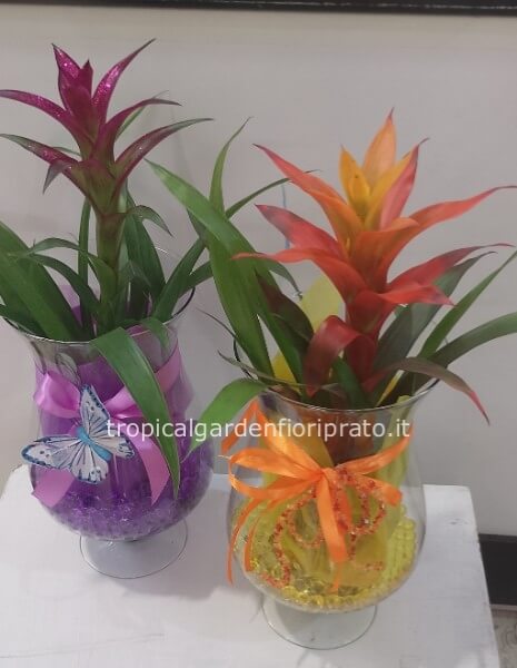 Composizione pianta bromelia con vaso a coppa di vetro
