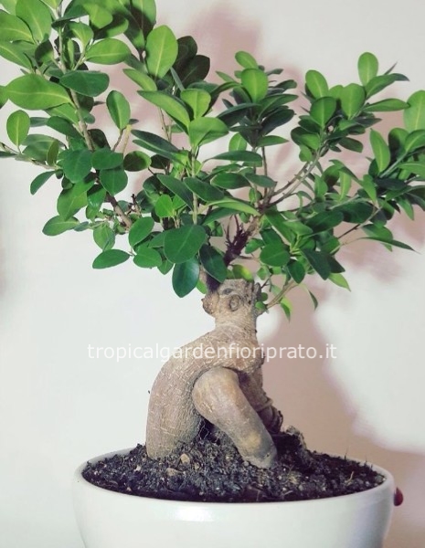 Pianta bonsai ginseng con vaso in ceramica